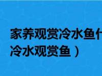 家养观赏冷水鱼什么品种最好养（适合家养的冷水观赏鱼）