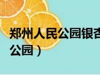 郑州人民公园银杏进入最佳观赏期（郑州人民公园）