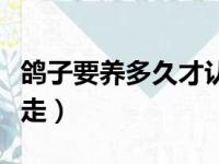 鸽子要养多久才认主人（鸽子养多久才不怕飞走）