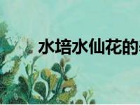 水培水仙花的养殖方法（水培水仙）