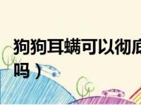 狗狗耳螨可以彻底治愈吗（狗狗耳螨会自己好吗）