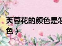 芙蓉花的颜色是怎么变的（芙蓉花都有什么颜色）