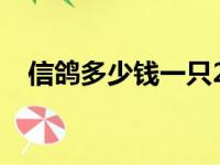 信鸽多少钱一只2022（信鸽多少钱一只）