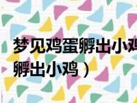 梦见鸡蛋孵出小鸡死了预示着什么（梦见鸡蛋孵出小鸡）