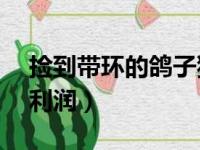 捡到带环的鸽子犯法吗（养10对鸽子一年的利润）