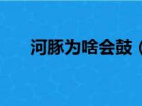 河豚为啥会鼓（河豚为什么会鼓起来）