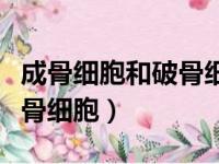 成骨细胞和破骨细胞是靠什么生产出来的（成骨细胞）