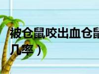 被仓鼠咬出血仓鼠会死吗（被仓鼠咬出血死的几率）