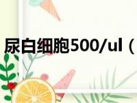 尿白细胞500/ul（尿白细胞500是很严重吗）