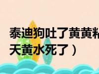 泰迪狗吐了黄黄粘稠液体会死吗（泰迪吐了三天黄水死了）