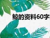 鲸的资料60字以上（鲸的资料50字）