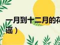 一月到十二月的花歌曲（一月到十二月的花歌谣）