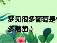 梦见很多葡萄是什么意思 周公解梦（梦见很多葡萄）