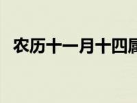 农历十一月十四属什么（农历十一月十四）