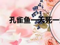 孔雀鱼一天死一条（孔雀鱼多少钱一条）