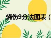 烧伤9分法图表（新九分法烧伤面积口诀）