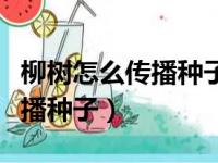 柳树怎么传播种子的方法二年级（柳树怎么传播种子）