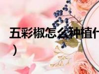 五彩椒怎么种植什么时候种（五彩椒怎么种植）