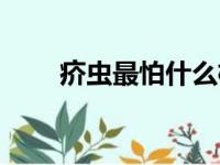 疥虫最怕什么植物（疥虫最怕什么）