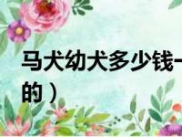 马犬幼犬多少钱一条（马犬幼犬200到300元的）