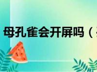 母孔雀会开屏吗（孔雀开屏是公的还是母的）