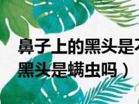 鼻子上的黑头是不是螨虫形成的?（鼻子上的黑头是螨虫吗）