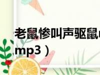 老鼠惨叫声驱鼠mp3下载（老鼠惨叫声驱鼠mp3）