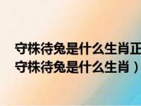 守株待兔是什么生肖正确答案是什么半途而废是什么生肖（守株待兔是什么生肖）