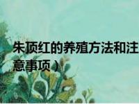 朱顶红的养殖方法和注意事项过冬（朱顶红的养殖方法和注意事项）