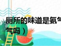 厕所的味道是氨气吗为什么（厕所的味道是氨气吗）