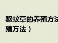 驱蚊草的养殖方法干了怎样救活（驱蚊草的养殖方法）