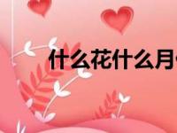 什么花什么月什么（什么花什么月）