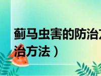 蓟马虫害的防治方法 自制药（蓟马虫害的防治方法）