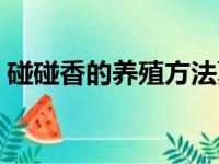 碰碰香的养殖方法夏天（碰碰香的养殖方法）