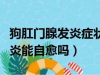 狗肛门腺发炎症状会有什么后果（狗肛门腺发炎能自愈吗）