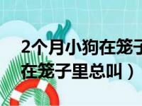 2个月小狗在笼子里总叫怎么办（2个月小狗在笼子里总叫）