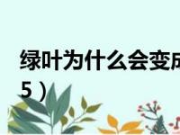 绿叶为什么会变成黄叶（绿叶为什么要交1875）