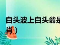 白头波上白头翁是什么生肖（白头翁是什么生肖）