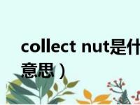 collect nut是什么意思（collect nuts什么意思）