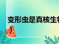 变形虫是真核生物吗?（变形虫是真核生物吗）