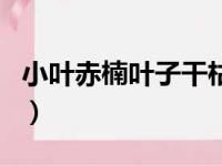 小叶赤楠叶子干枯脱落还能救活吗（小叶赤楠）