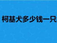 柯基犬多少钱一只纯种（柯基犬一般多少钱）