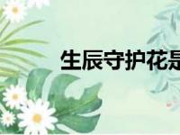 生辰守护花是什么（生辰守护花）