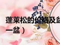 蓬莱松的价格及盆景养殖方法（蓬莱松多少钱一盆）