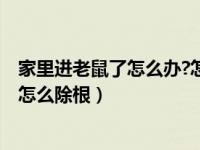 家里进老鼠了怎么办?怎样有效的消灭老鼠?（家里进了老鼠怎么除根）