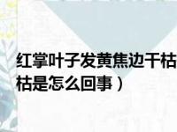 红掌叶子发黄焦边干枯是怎么回事红（红掌叶子发黄焦边干枯是怎么回事）