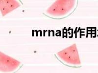 mrna的作用场所（mrna的作用）