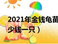 2021年金钱龟苗最低价是多少（金钱龟苗多少钱一只）