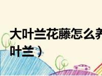 大叶兰花藤怎么养殖方法和注意事项视频（大叶兰）