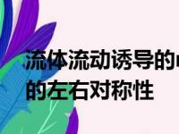 流体流动诱导的mRNA降解破坏了脊椎动物的左右对称性